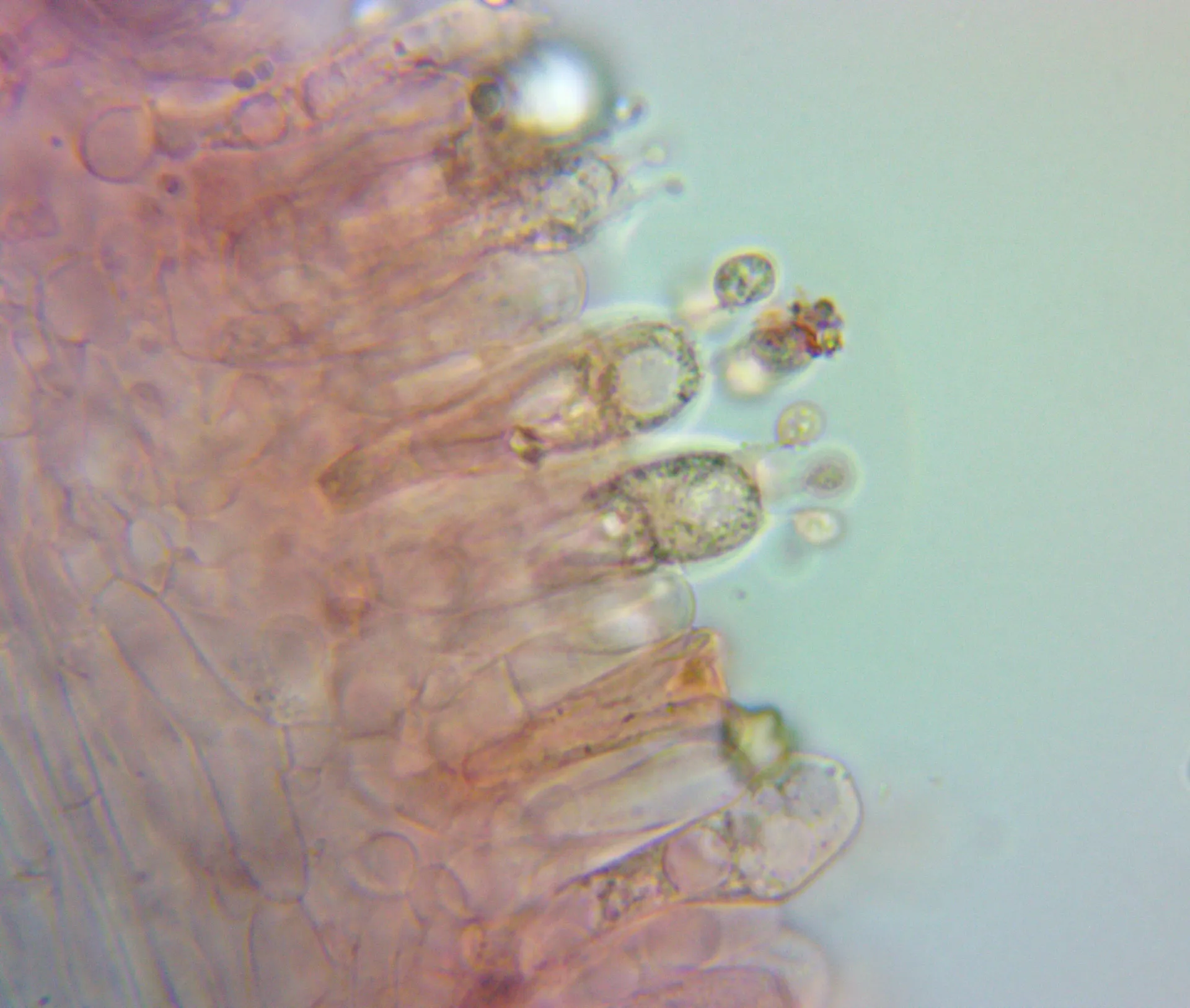 Microscopía de Inocybe transitoria - basidio (1)